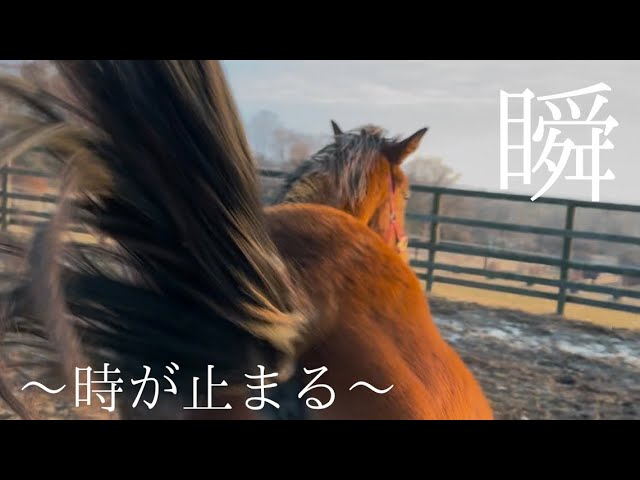馬のいる景色 馬のいる景色