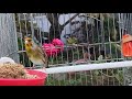 Mixto de Jilguero El Lobo Cantando Un Ratillo