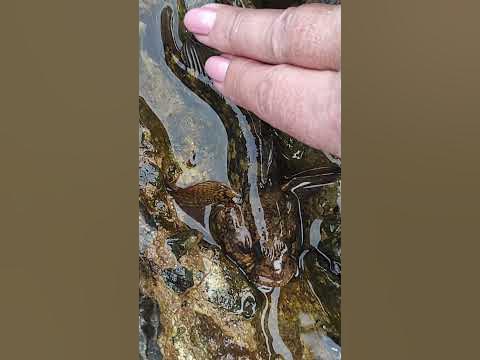 Черноморский бычок 🐟🌊 Рыбалка 🎣 - YouTube