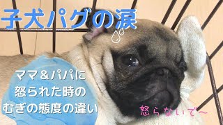 パグ 泣く 子犬パグの涙 ママ パパに怒られた時の態度の違い 怒られる 反省 Youtube