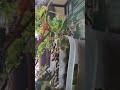 #chameleon #diy #terrarium #vivarium