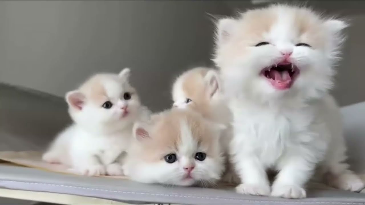 Cute Baby Cats Meowing Non-Stop 😭🐾