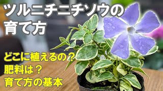 ツルニチニチソウの育て方 剪定 時期 切り戻し 地植え 鉢植え 植え替え Youtube