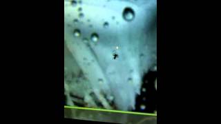 Wolf Spider chases my cursor Profile