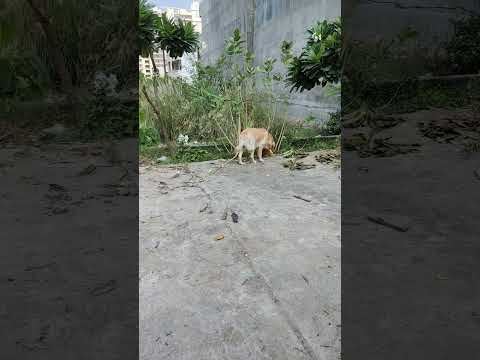 Rambo Ko Chod Dia Mene Sadak Pe Shorts Minivlog Dog Labrador Cute Rambo
