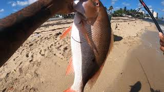 Big mutton snapper from land
