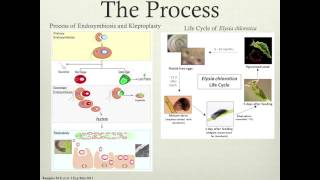 Biology 1510 Module 3 Project - Group A17