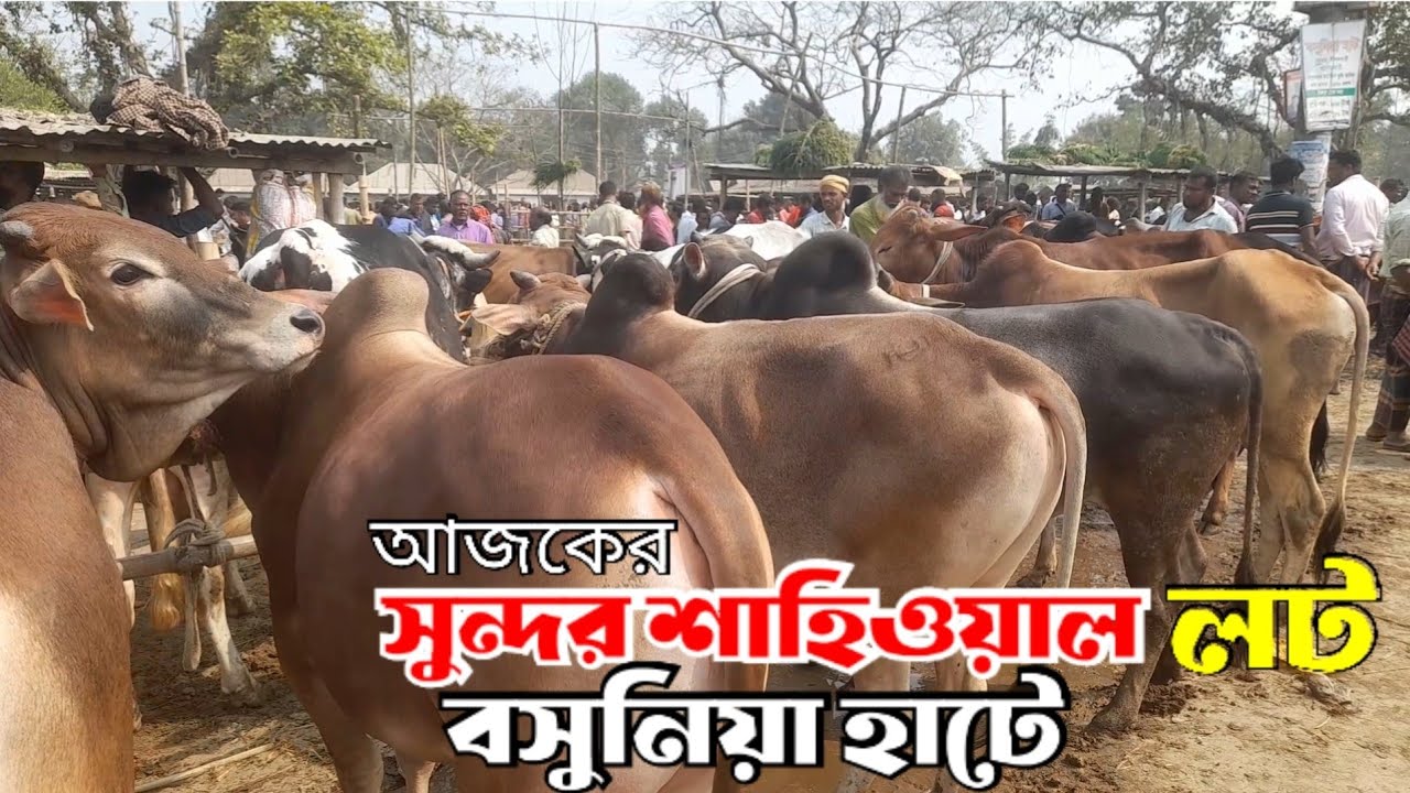 ২মার্চ ২০২৬ || আজকের বসুনিয়া হাটে সুন্দর সুন্দর শাহিওয়াল লট | cowmarket@chakabangla 