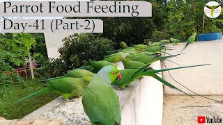 Ring Neck Parrot Food Feeding Day-41 Part-2 / #பச்சைக்கிளி / #parrot #coimbatore / #birds