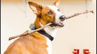 Detalles 7 Things Your Dog Wants On Amazon Actualización