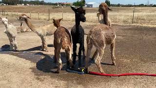Alpacas Cool Off With Sprinkler || ViralHog