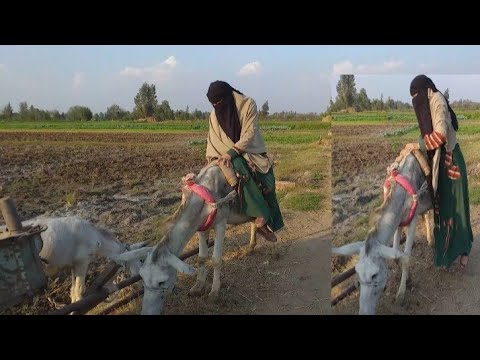 واركبت الحمار لوحدي حوميري ولا أجدع فلاحه فلوج الغيط وزراعة الغله القمح ولمتنافي البلد عند امي واخي 