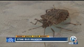 Stink bug invasion