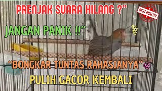 💥Cara Atasi Prenjak Suara Hilang | 100% Ampuh & Sudah Terbukti!