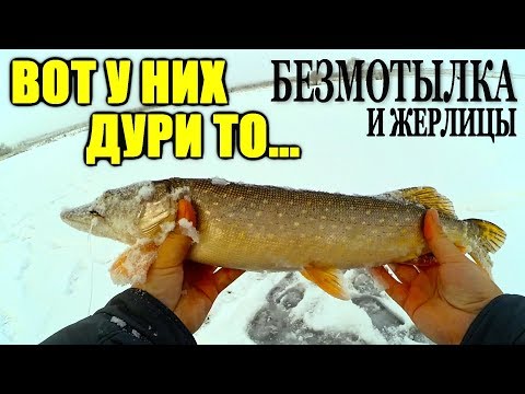 Крупный ОКУНЬ на