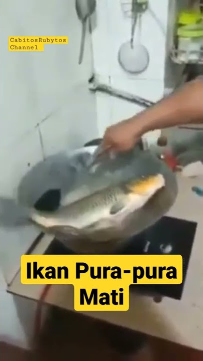 Ikan Digoreng Hidup Kembali