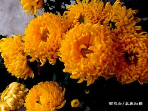 Jay Chou - 菊花台Chrysanthemum Flower Bed - (Cover) - YouTube