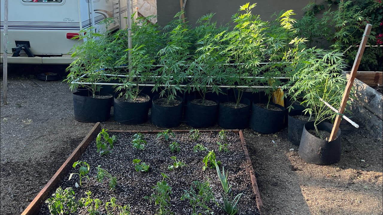 Outdoor cannabis grow 2022 (NEW GARDEN BOX)