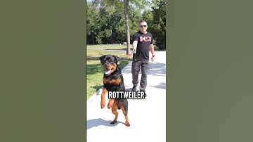 Werken prikhalsbanden?