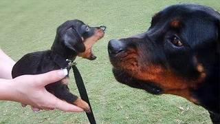 Dogs Can't Stop Being Hilarious on the Internet 🤣 Funny Animals Video 2026 screenshot 3