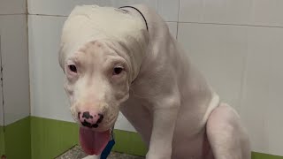 Dogo argentino ear crop | problems after ear cropping | puppy ear crop | #vlog #aggressive #doglover