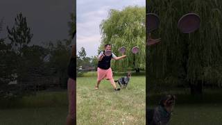 Frisbee tricks with our blue heeler Suzi! #cattledog #discdog #dogshorts #rescuedog