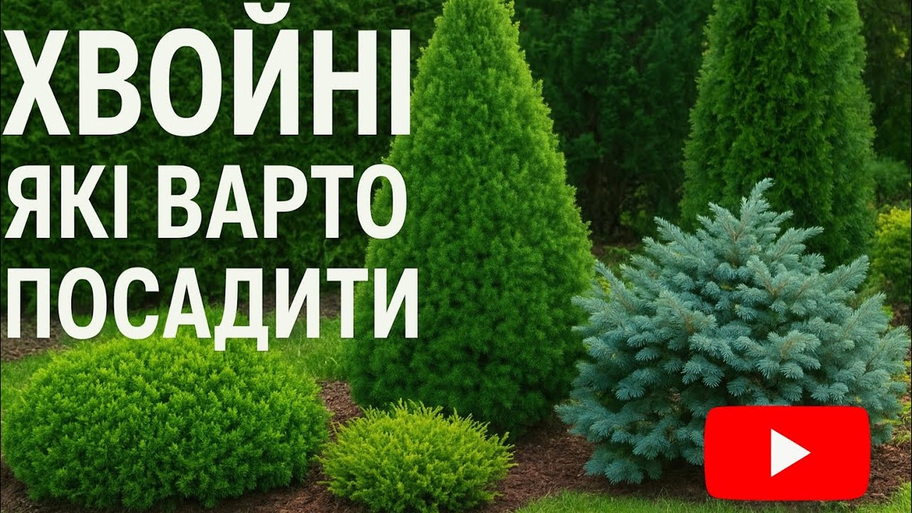 Невибагливі і стійкі  хвойні для саду 