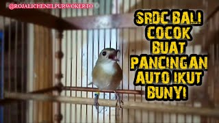 Download Lagu SRDC BALI GACOR NYULING || COCOK BUAT PANCINGAN DAN TERAPI DI MALAM HARI #srdcbali #srdcbetinagacor MP3