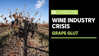 The world is drinking less wine, and decadesold vines are being torn up | ABC News