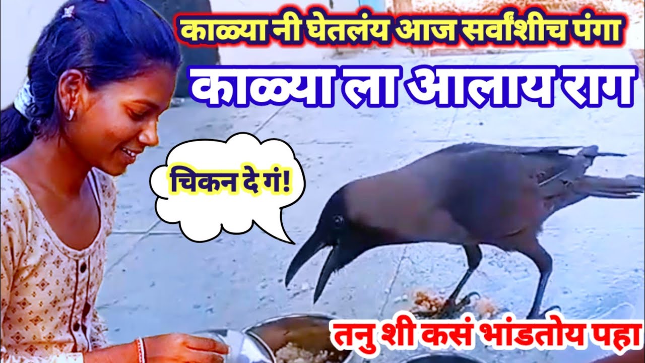 काळ्या आज सर्वांशी घेतोय पंगा | काळ्याला किती राग येतो आहे पहा |बोलणारा कावळा #kavala #talkingcrow