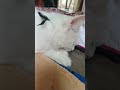 Video 📷 📸 Banana 😹 🍌 bnd #cat #enjoy #youtube #cute #love #fun #cat