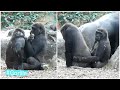 Happy Gorilla Family 仲良しゴリラ家族