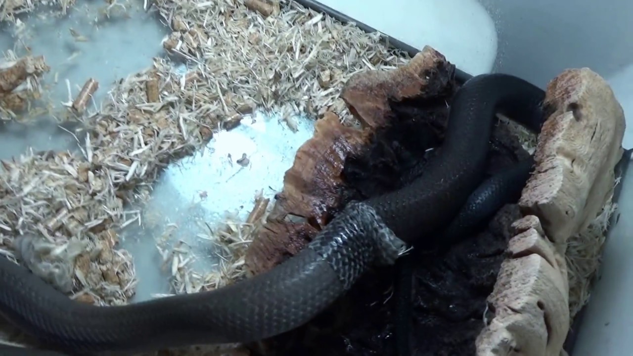 eastern university Axanthic Blacktail Cribo shedding