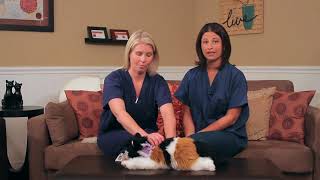 Feline Feeding Tube  Home Care