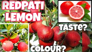 Redpati lemon kaise hain? Taste? Colour? Don't miss the video 💯💥💥💥#nursery#plants#farming #gardening