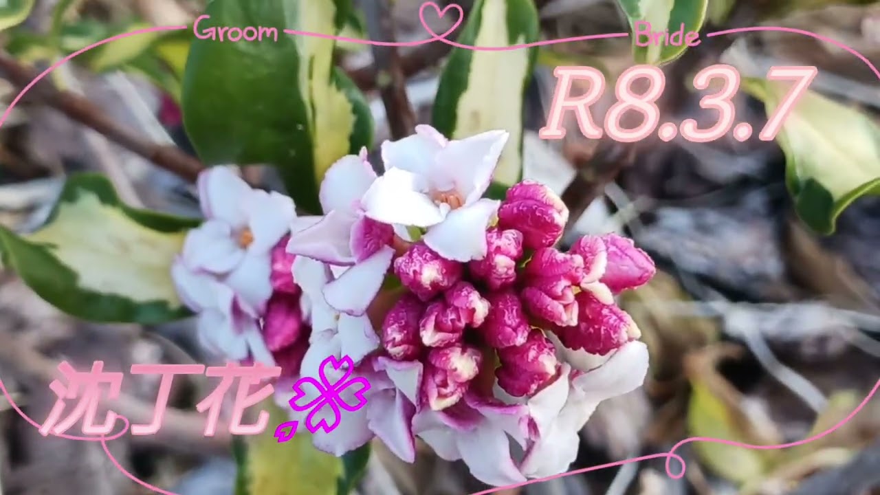 素敵な沈丁花の開花🌸(8.3.7)