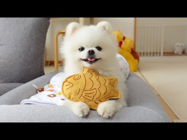 たい焼きが大好きなポメラニアン - YouTube