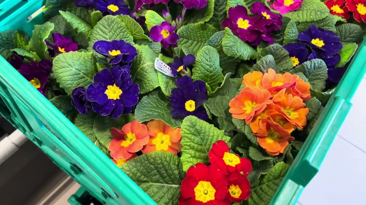 Migros market çiçek fiyatları bu hafta Migros market çiçek çeşitleri 