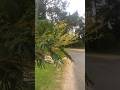 &Aacute;rboles, Acacias 🌳, Pinos 🌲. Naturaleza 💚🍃