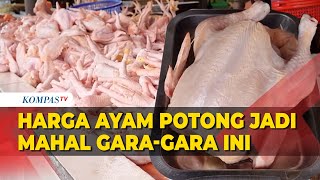 Harga Pakan Ayam Melambung, Harga Ayam Potong Ikut Terkerek