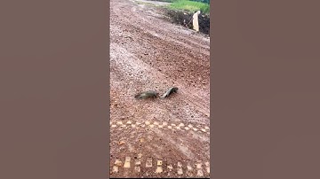 Câu chuyện về cặp cá rô đi khởi nghiệp vùng ao mới