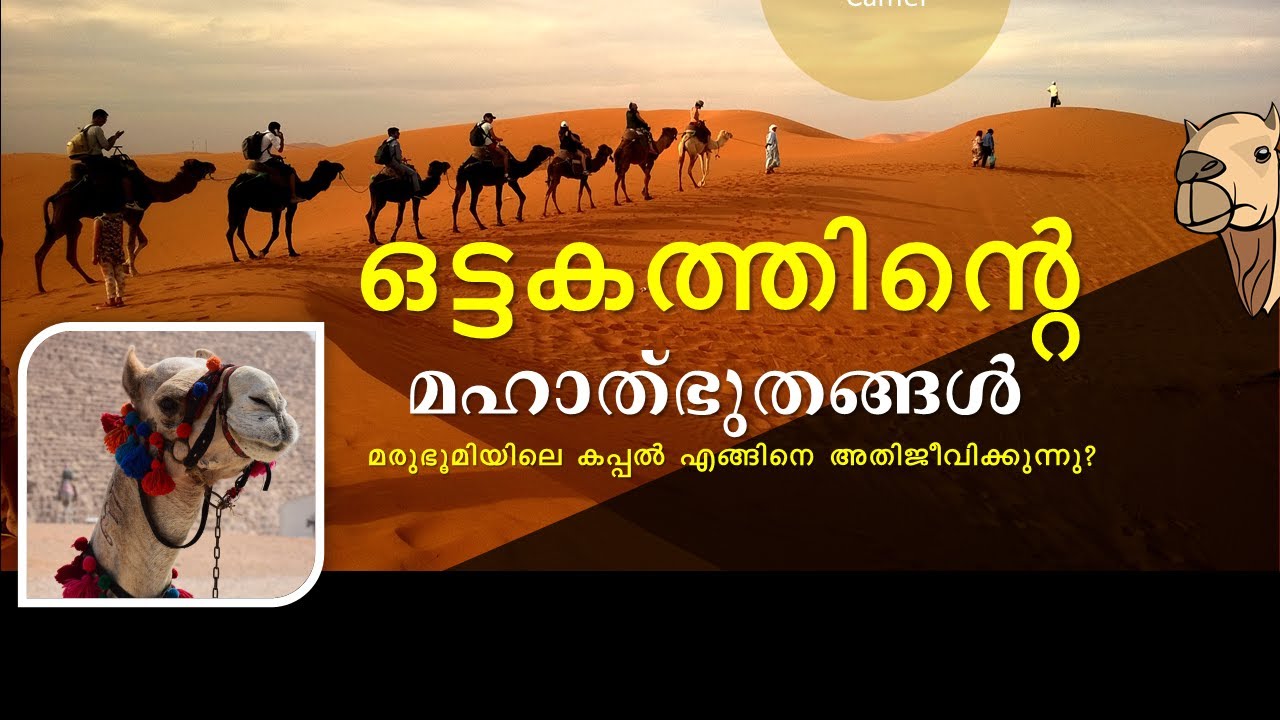ഒട്ടകത്തിന്റെ മഹാത്ഭുതങ്ങൾ The Miracles of Camel By Shihab Vilayil