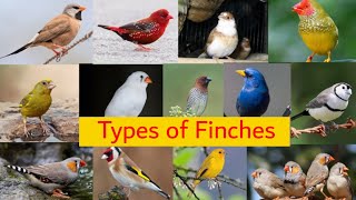 17 types of Finches | Species of Finches