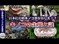 【ゆっくり解説】動物でも植物でもないキノコとは何者か？日本特有の青いキノコもある？！奥深い生態の謎について解説！