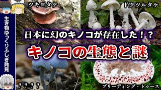 【ゆっくり解説】動物でも植物でもないキノコとは何者か？日本特有の青いキノコもある？！奥深い生態の謎について解説！