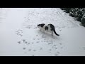 Cats playing in the snow 
