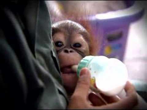 HELP HELP HELP ORANGUTANS