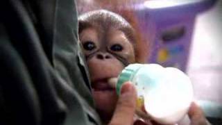 One - Please Save Our Orangutans