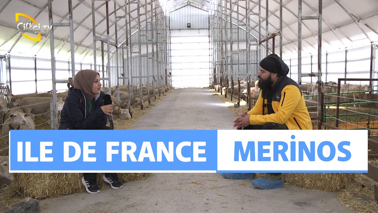 Genç Veteriner Anlatıyor: İle De France & Merinos - Koyuncu