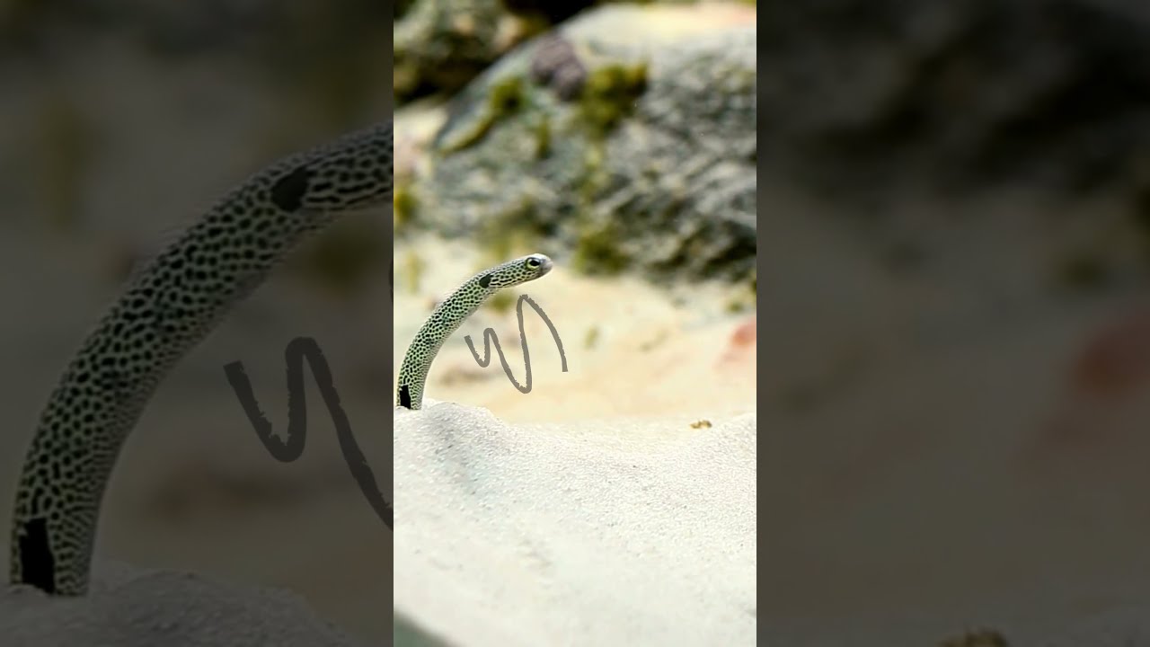 Tiny eels eating 